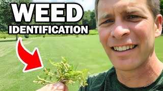 Identify 30 Common Weeds in the Lawn [upl. by Wichman]