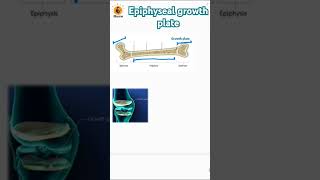 Epiphyseal growth plate  Metaphysis  Epiphysis  Diaphysis biology bones neetbiology [upl. by Schnurr296]