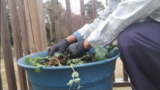 Pt1How to transplant Sweet Peasinterplanting sweet peas with turnips [upl. by Wilden522]