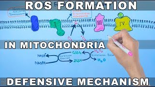 ROS Formation in Mitochondria and Defensive Mechanism [upl. by Zalea]