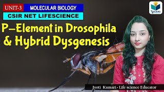 PElement in Drosophila and Hybrid Dysgenesis CSIR NET MOLECULAR BIOLOGY [upl. by Colly253]