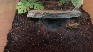 Skeleton Leg Tarantula Ephebopus Murinus attack slow mo [upl. by Gorrian]