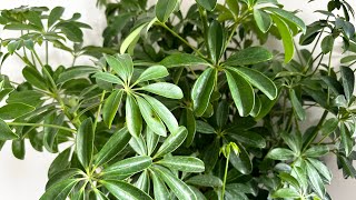 How to care Schefflera plant Umbrella plant [upl. by Neirda118]