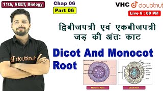 Part 06 Dicot And Monocot Root द्विबीजपत्री एवं एकबीजपत्री जड़ की अंतः काट 11th Biology [upl. by Gilroy]