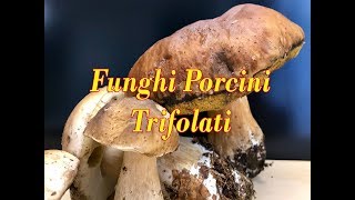 Come Fare i Funghi Porcini Trifolati  Ricetta Saporitissima [upl. by Kalb]