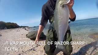 Bluefish Fishing Catch amp Release [upl. by Yeliak]