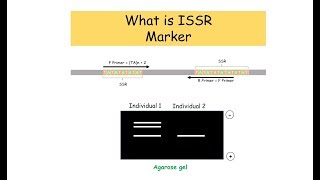 ISSR Inter Simple Sequence Repeat Marker [upl. by Desdee280]