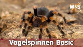 ☠️ Sind alle Vogelspinnen GIFTIG ☠️  Vogelspinnen Basic  Reptil TV [upl. by Arral]