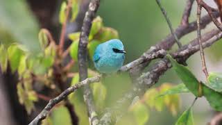 Verditer flycatcher [upl. by Marcelia]