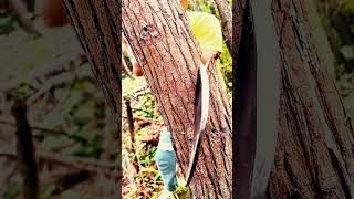 Cutting trees by hand Part MT survivalskills survival outdoorsurvival bambootools bushcraft [upl. by Seltzer]