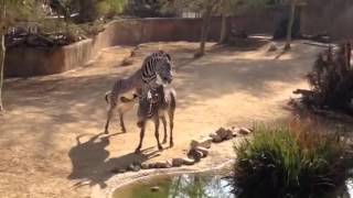 Zebra mating at LA Zoo [upl. by Piderit]