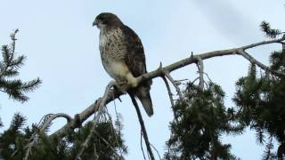 Red tail hawk calling [upl. by Now]