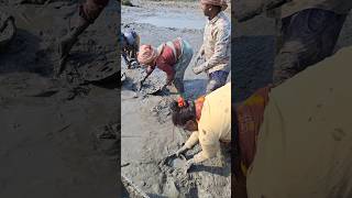 Village women catching catfish by hand for livelihood womenfishing catchfish handfishing [upl. by Kuebbing]