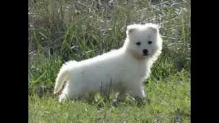 Chiots berger blanc suisse [upl. by Yrehc497]