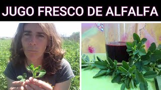 ALFALFA propiedades y beneficios Jugo fresco [upl. by Eelame879]