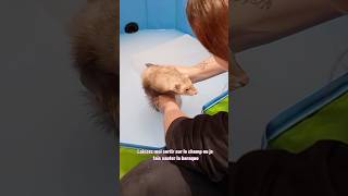 Bain d’avoine de Tsuki 🥰 ps  on ne lave pas un furet  🫶🏻 furet furets ferret ferrets funny [upl. by Sabella]