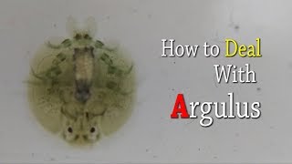 How to deal with argulus [upl. by Anaer]