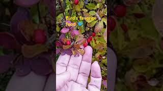 Bird food tastybeautiful nature Amazing skills for you [upl. by Stillmann]