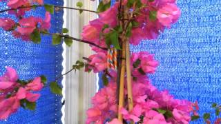 Indoor Tropical Plants Overwintering The Bougainvillea Phalaenopsis and Oncidium Sharry Baby [upl. by Notxed]