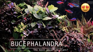 BUCEPHALANDRA AND ANUBIAS ON ROCK RELAXING PLANTED TANK [upl. by Maddis]