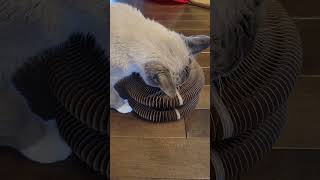 Unboxing Kitty Kurlz Accordian cat toy cat cute catlover animals kitten [upl. by Stesha]