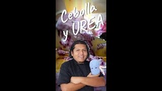 Cebolla y BAJAR LA UREA poderoso PRE BIOTICO 🧅 urea ureaalta riñones chefrenal [upl. by Apollo]