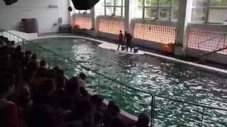 Dolphinarium Constanta Romania Delfinariu Mamaia [upl. by Darb]