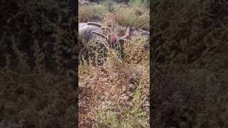 Archery Mule Deer in New Mexico shorts [upl. by Watts]