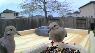 Willys Garden 031324 quotThe Mourning Doves Visit the New Feederquot [upl. by Ayidah]