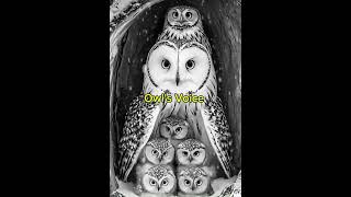 Owls Voice 2024cartoon kidslearning cartoon cartoonforkids children comingsoon 2024shorts [upl. by Wiley]