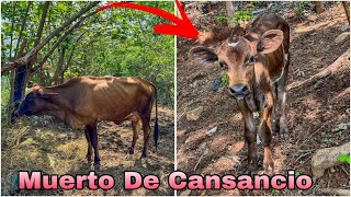 😱🥹Enchiquerando a las terneras y Pepe por poco se muere del cansancio😱🐄 [upl. by Oriana638]