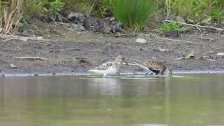 Jespák písečný Calidris alba a Jespák obecný Calidris alpina [upl. by Pascia529]