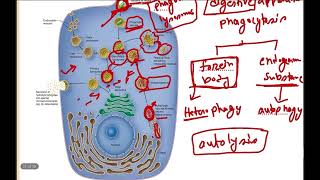 Medishark Histologic Membranous Organelles Mentor Rizve Ahmed Bhuiyan [upl. by Shugart]