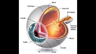 O3 anatomie de l’œil [upl. by Sanalda]