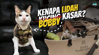 Kenapa Lidah Semua Jenis Kucing Kasar❓alampengetahuan [upl. by Shelly706]