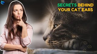 Expert Veterinarian Shares Top Cat Ear Secrets [upl. by Ennasor]