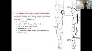 Dermatomes amp myotomes of lower limb [upl. by Fredela112]