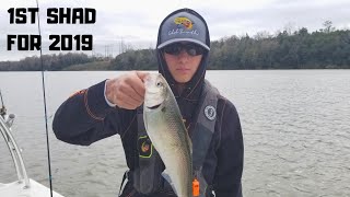 1st Shad for 2019  Tailrace Canal [upl. by Dnana442]