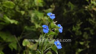 Commelina tuberosa or paludosa at wildfimsindia Jababrkhet monsoon misty mountains [upl. by Comyns359]