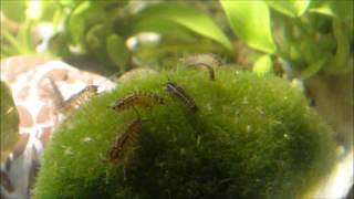 Asellus aquaticus waterlouse aquatic sowbug on a Moss Ball  Wasserasseln auf einer Mooskugel [upl. by Ester]