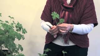 Propagating Scented Geranium [upl. by Aisemaj]