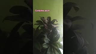 cordyline plant ll shorts ytshorts youtubeshorts trending viral [upl. by Rossy991]