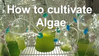 How to Grow Algae with high yield [upl. by Gambell]