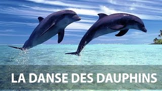 Danse des dauphins [upl. by Wane]