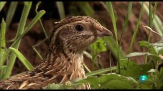 Grandes DocumentalesAlemania salvaje 2 Bosques [upl. by Ythomit]