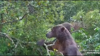 Katmai Brooks Falls CamBear 747 and bear 32 Part III Exploreorg [upl. by Catto332]