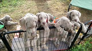 Weimaraner Puppies [upl. by Leary]