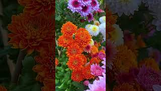 Easy and Beautiful Flower Garden Inspiration  How to Create a Stunning Gardeneasy decor310 [upl. by Gaspar]