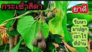 ต้นกระเช้าสีดาพืชที่หายากและเป็นยาสมุนไพรชั้นดี › ชื่อวิทยาศาสตร์ Aristolochia indica [upl. by Chrissa]