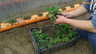 Plantare CĂPȘUNI in TUB PVC Planting STRAWBERRY in TUBE PVC [upl. by Llevert]